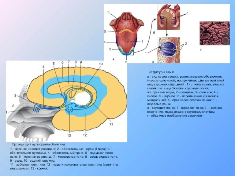 Проводящий путь органа обоняния: 1 - верхняя носовая раковина; 2