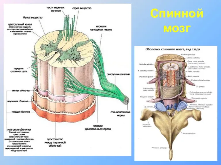 Спинной мозг