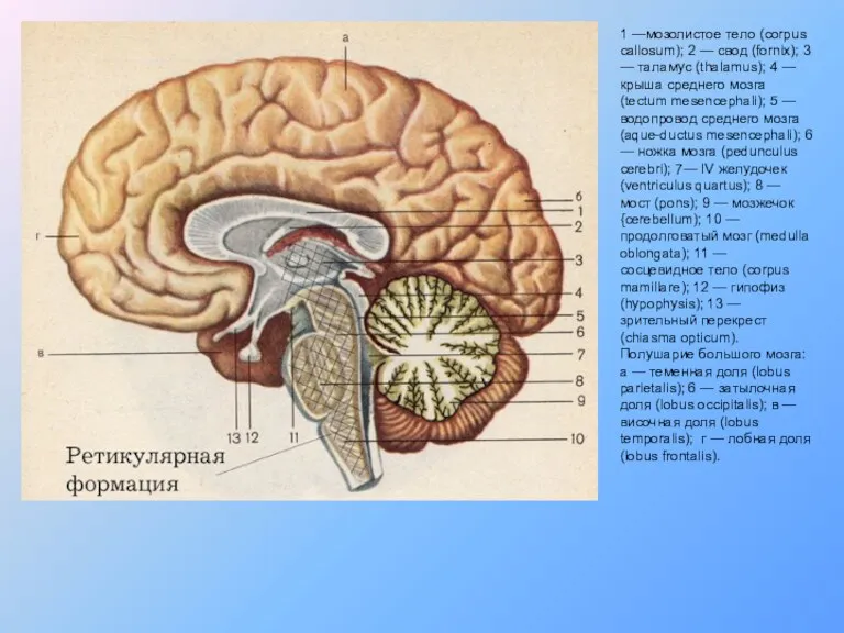 1 —мозолистое тело (corpus callosum); 2 — свод (fornix); 3