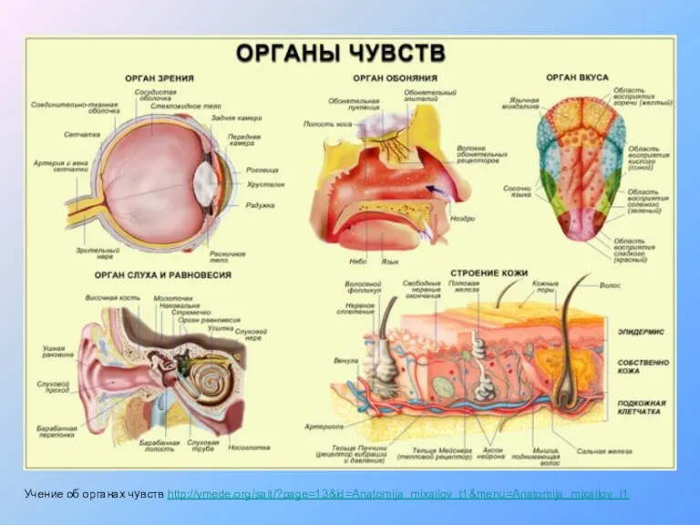 Учение об органах чувств http://vmede.org/sait/?page=13&id=Anatomija_mixailov_t1&menu=Anatomija_mixailov_t1