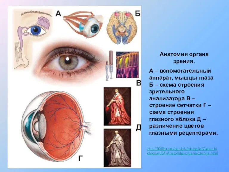 http://900igr.net/kartinki/biologija/Glaza-biologija/004-Anatomija-organa-zrenija.html Анатомия органа зрения. А – вспомогательный аппарат, мышцы глаза