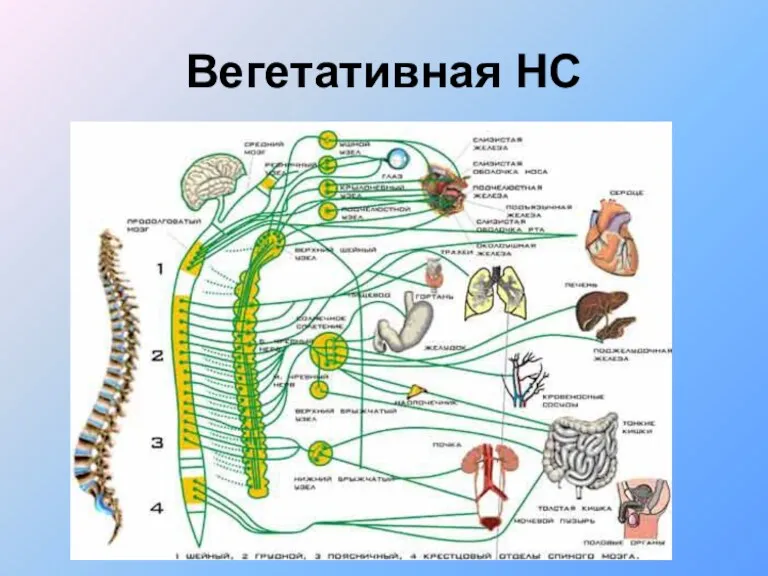 Вегетативная НС