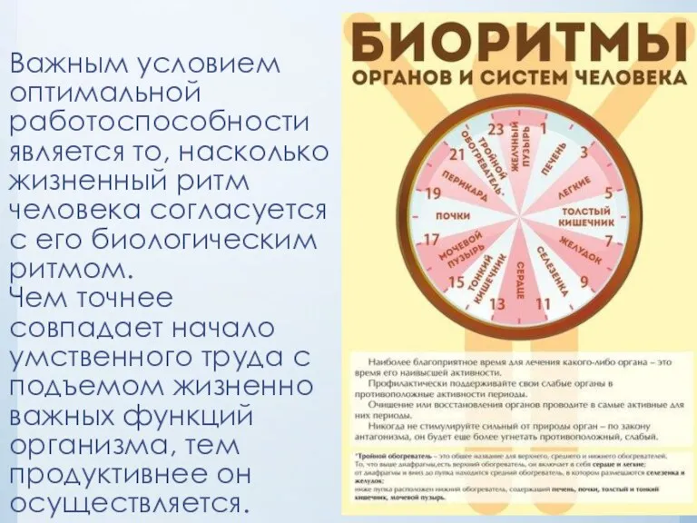 Важным условием оптимальной работоспособности является то, насколько жизненный ритм человека