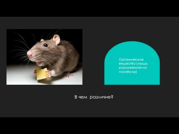 Органическое вещество (мышь разложенная на молекулы) В чем различие?