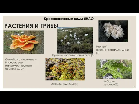 РАСТЕНИЯ И ГРИБЫ Семейство Феоловые – Phaeolaceae. Например, Трутовик серно-желтый