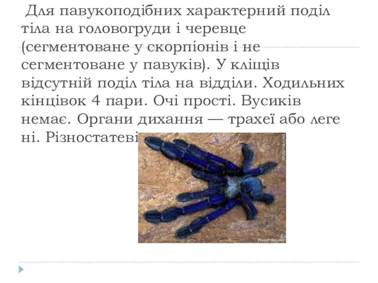 Для павукоподібних характерний поділ тіла на головогруди і черевце (сегментоване у скорпіонів і