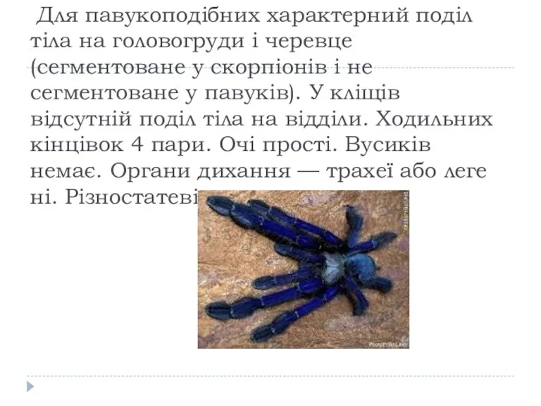 Для павукоподібних характерний поділ тіла на головогруди і черевце (сегментоване