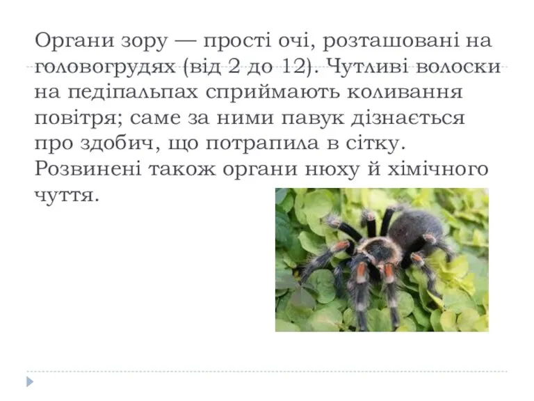 Органи зору — прості очі, розташовані на головогрудях (від 2 до 12). Чутливі