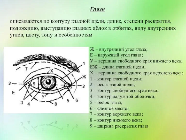 Глаза описываются по контуру глазной щели, длине, степени раскрытия, положению,