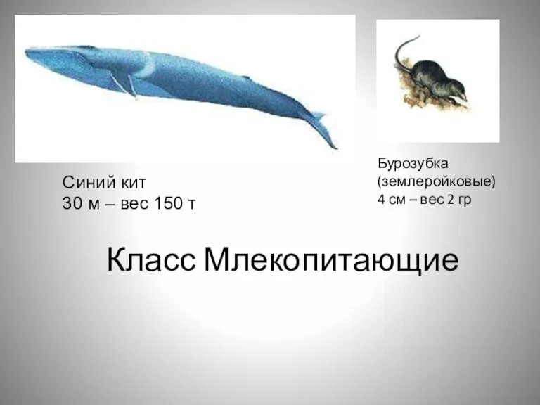 Класс Млекопитающие Синий кит 30 м – вес 150 т Бурозубка (землеройковые) 4