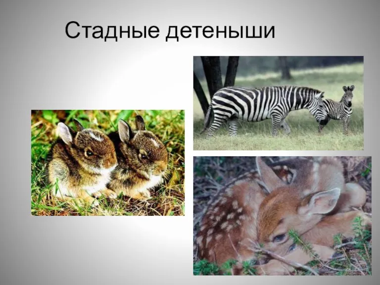 Стадные детеныши