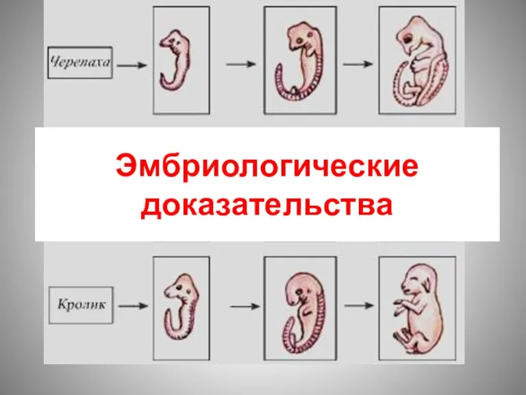 Эмбриологические доказательства