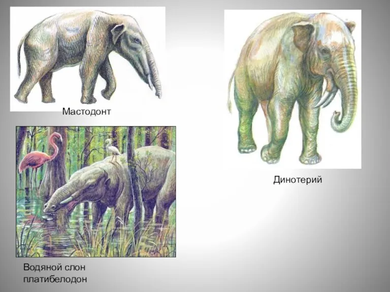 Динотерий Мастодонт Водяной слон платибелодон