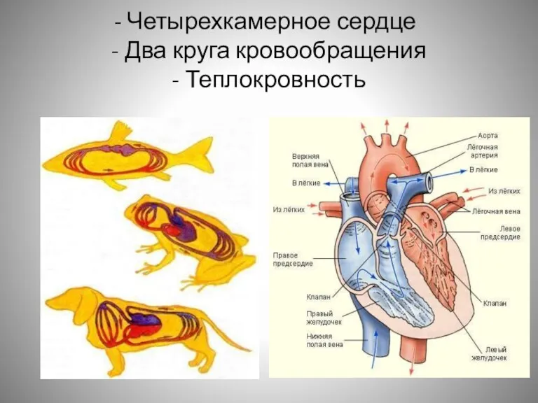 Четырехкамерное сердце - Два круга кровообращения - Теплокровность