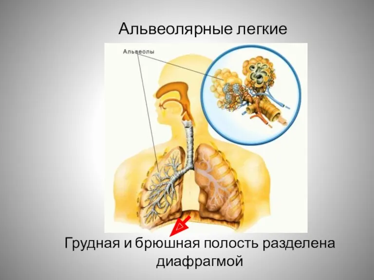 Грудная и брюшная полость разделена диафрагмой Альвеолярные легкие