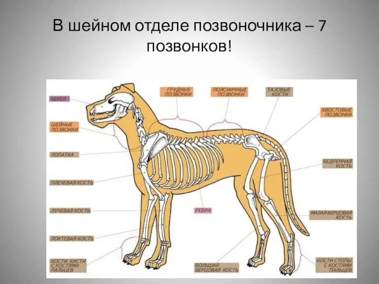 В шейном отделе позвоночника – 7 позвонков!