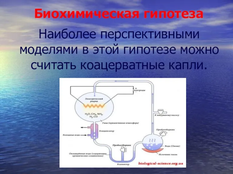 Биохимическая гипотеза Наиболее перспективными моделями в этой гипотезе можно считать коацерватные капли.