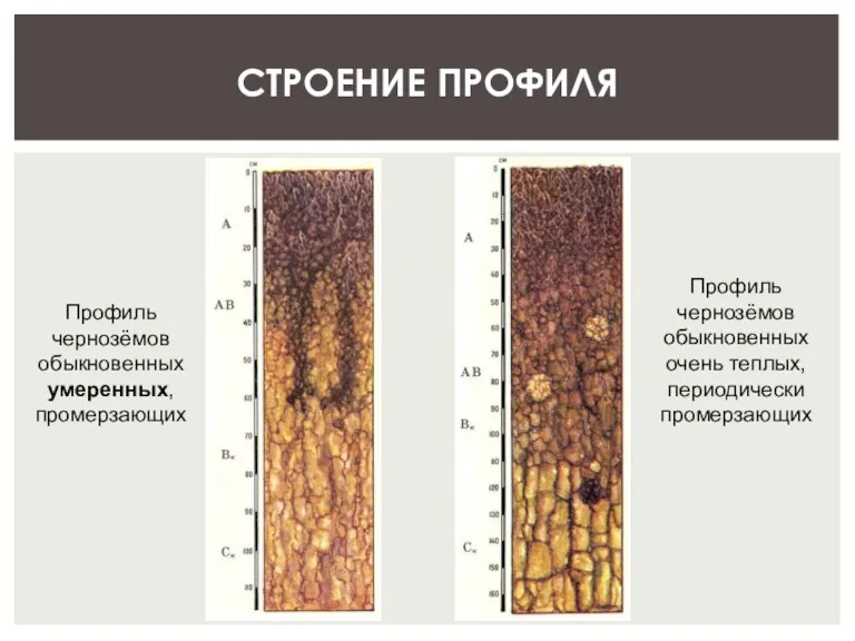 СТРОЕНИЕ ПРОФИЛЯ Профиль чернозёмов обыкновенных умеренных, промерзающих Профиль чернозёмов обыкновенных очень теплых, периодически промерзающих