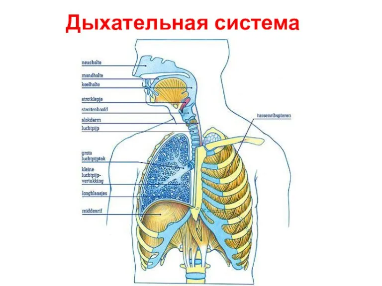 Дыхательная система