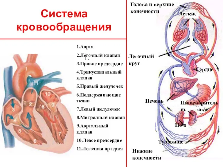 Система кровообращения Легкие Сердце Почки Пищеварительный тракт Туловище Печень Нижние