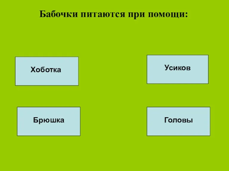 Бабочки питаются при помощи: Брюшка Хоботка Усиков Головы