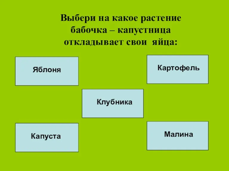 Выбери на какое растение бабочка – капустница откладывает свои яйца: Капуста Яблоня Картофель Малина Клубника