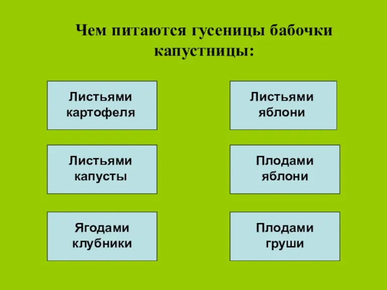 Чем питаются гусеницы бабочки капустницы: Листьями капусты Листьями картофеля Листьями