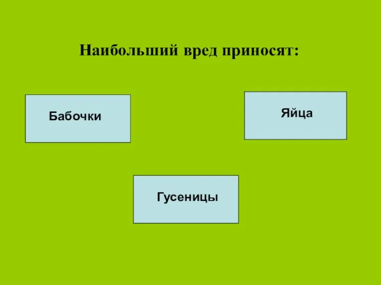 Наибольший вред приносят: Бабочки Гусеницы Яйца