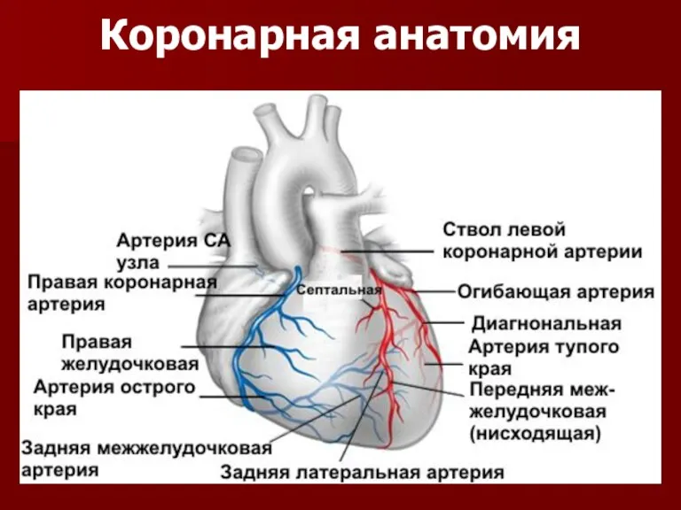 Коронарная анатомия