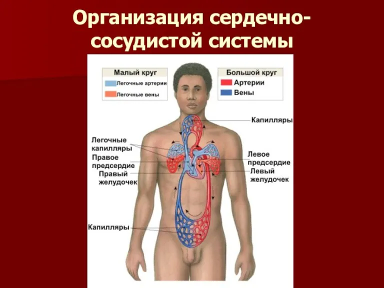 Организация сердечно-сосудистой системы