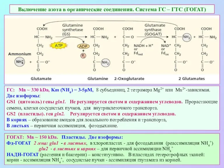 Включение азота в органические соединения. Система ГС – ГТС (ГОГАТ)