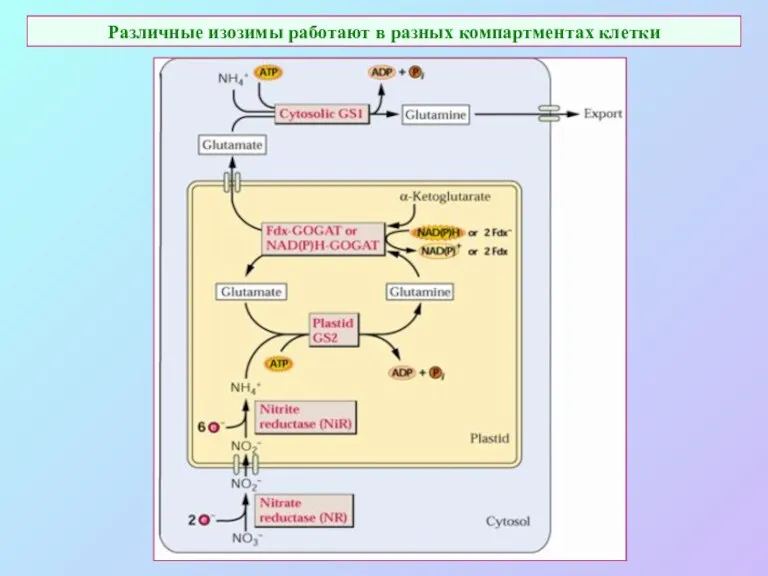 Различные изозимы работают в разных компартментах клетки