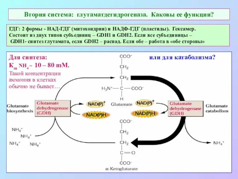 Втория система: глутаматдегидрогеназа. Каковы ее функции? Для синтеза: Кm NH4