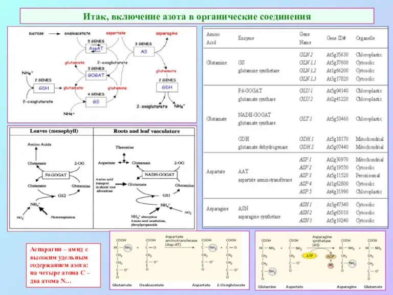 Итак, включение азота в органические соединения Аспарагин – амид с высоким удельным содержанием