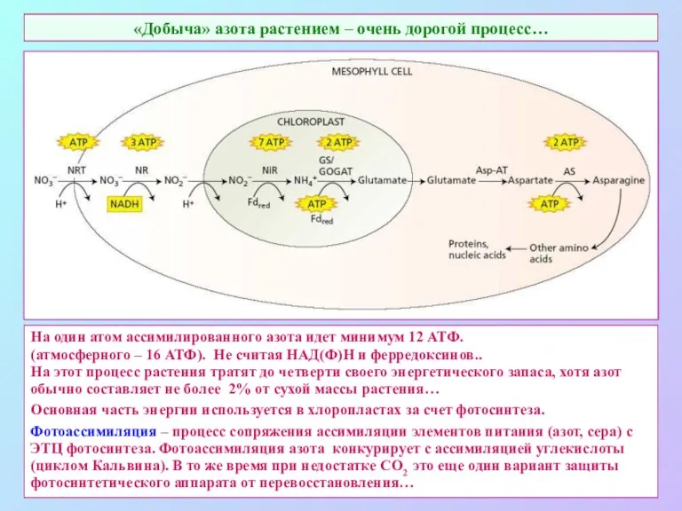 «Добыча» азота растением – очень дорогой процесс… На один атом ассимилированного азота идет