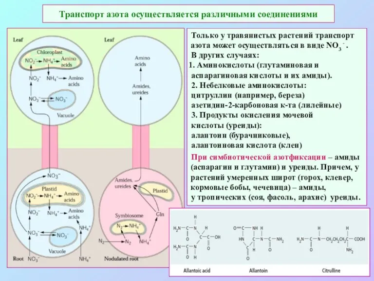 Транспорт азота осуществляется различными соединениями Только у травянистых растений транспорт азота может осуществляться