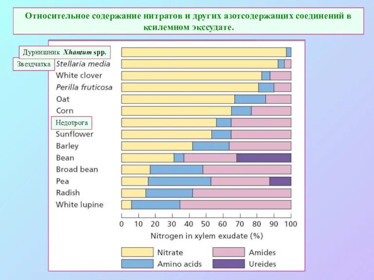 Относительное содержание нитратов и других азотсодержащих соединений в ксилемном экссудате. Звездчатка Дурнишник Xhantum spp. Недотрога