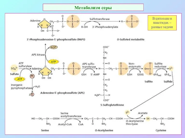Метаболизм серы В цитозоле и пластидах – разные задачи