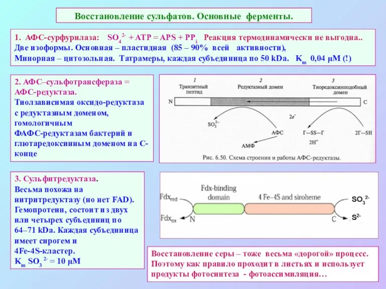 Восстановление сульфатов. Основные ферменты. 1. АФС-сурфурилаза: SO42- + ATP =