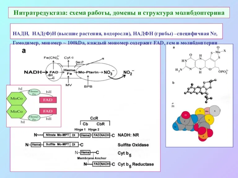 Нитратредуктаза: схема работы, домены и структура молибдоптерина НАДН, НАД(Ф)Н (высшие растения, водоросли), НАДФН