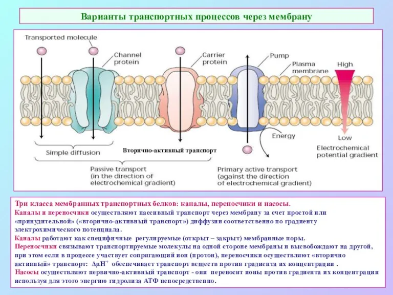Варианты транспортных процессов через мембрану Три класса мембранных транспортных белков: каналы, переносчики и