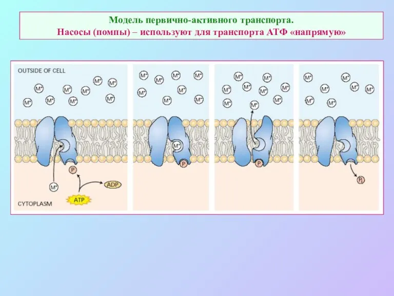 Модель первично-активного транспорта. Насосы (помпы) – используют для транспорта АТФ «напрямую»