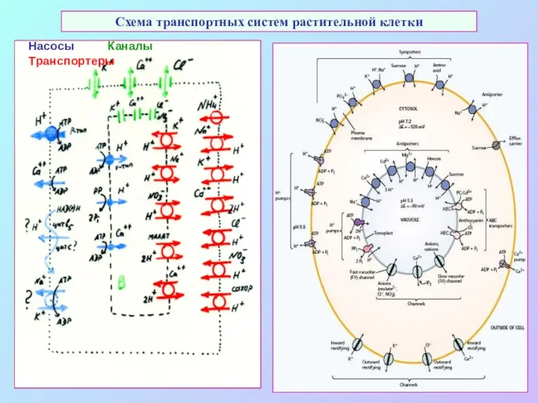 Схема транспортных систем растительной клетки Насосы Каналы Транспортеры