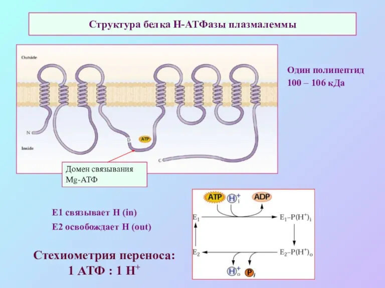 Структура белка Н-АТФазы плазмалеммы Один полипептид 100 – 106 кДа Домен связывания Mg-АТФ