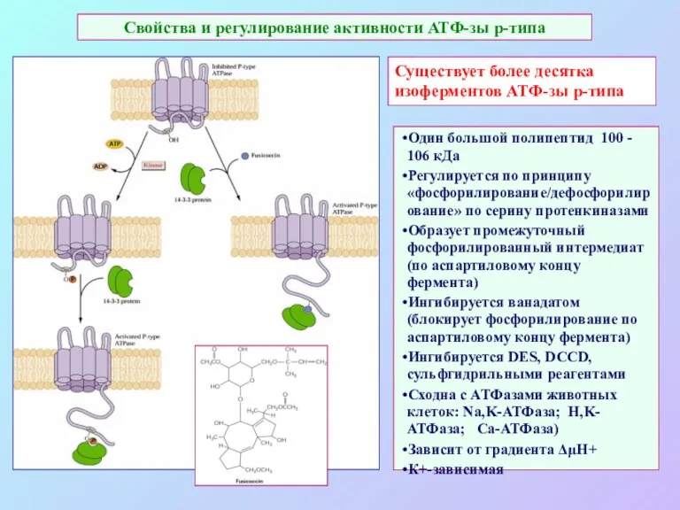 Свойства и регулирование активности АТФ-зы р-типа Существует более десятка изоферментов АТФ-зы р-типа Один