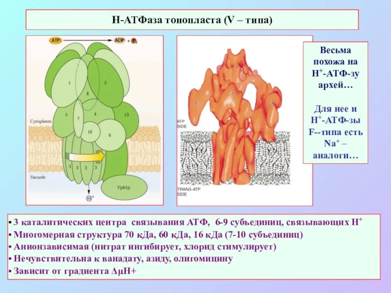 3 каталитических центра связывания АТФ, 6-9 субъединиц, связывающих Н+ Многомерная структура 70 кДа,