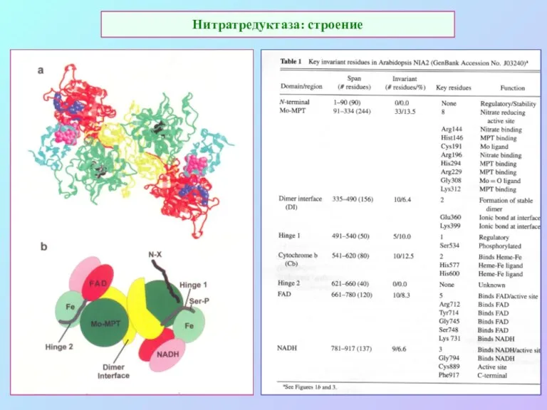 Нитратредуктаза: строение