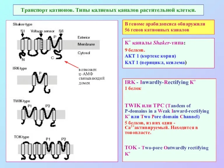 Транспорт катионов. Типы калиевых каналов растительной клетки. IRK - Inwardly-Rectifying К+ 1 белок