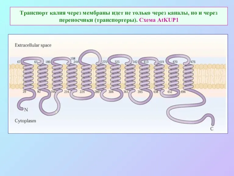 Транспорт калия через мембраны идет не только через каналы, но и через переносчики (транспортеры). Схема AtKUP1
