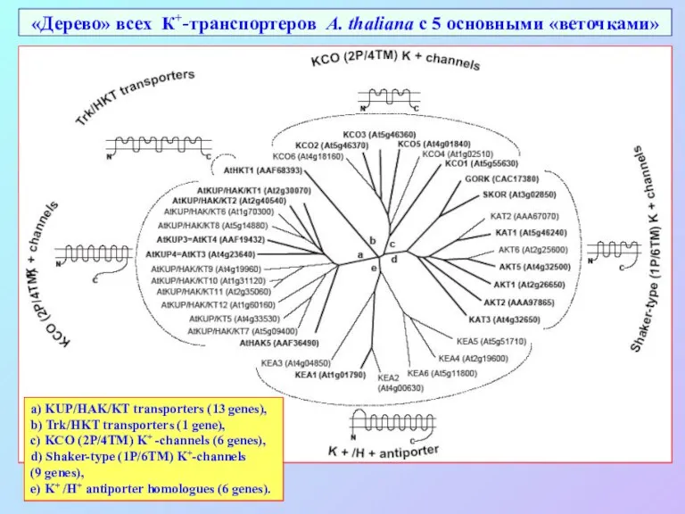 «Дерево» всех К+-транспортеров A. thaliana с 5 основными «веточками» a) KUP/HAK/KT transporters (13